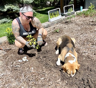 Garden - Durby is inspecting the garden holes for us.