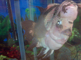 A crazy fish at the Asian Market on 6th