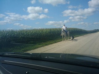 Kayaking - A horse and a dog walkin down the road