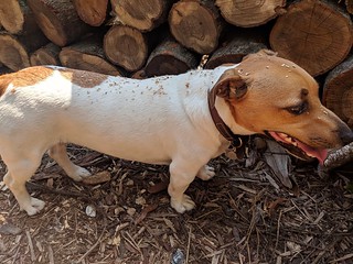 Jaxon helps with the firewood