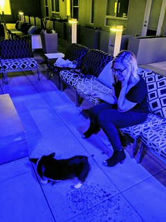 Megan T - Patio Corgi time