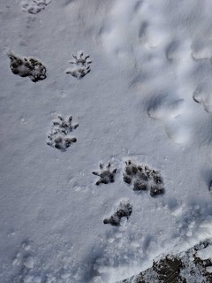Some good boys and bad boys have been hangin on my driveway