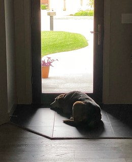 Covid-19 - Kari left the house