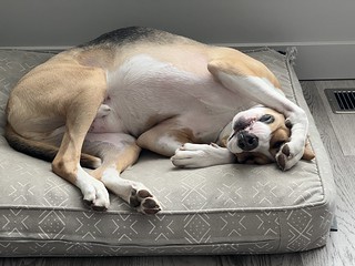 Life is hard for this needy freeloader