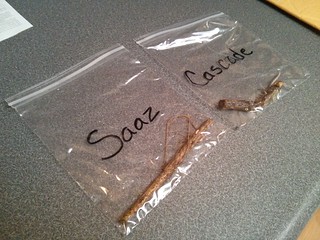 Got my hop rhizomes!
