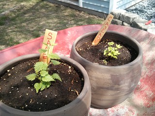 Saaz is really movin ahead of the cascade...