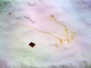 So I go out to shovel this morning and find little boot prints, a candy wrapper and this in my dr...
