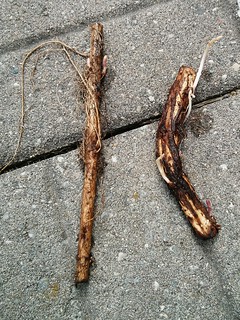Hop rhizomes