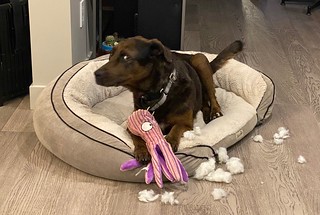 Benny Brooks - Deranged dog