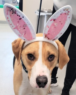 Dress Up - Easter Durby is lookin for a home