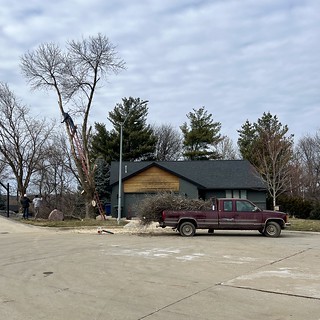 2737 - Old ash tree comin down…