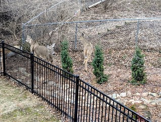 Deer - Hungry assholes checking out our junipers.
