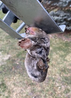 Mole - Got another one!