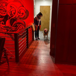 Valentine’s Day pup