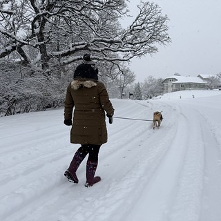 Dogs - Snow walk