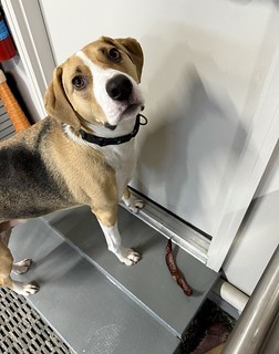 Durby brought us a locust pod. We’re very proud.