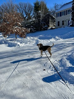Snow - First walk in days. Very exciting.