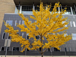 Home Ideas - A gingko tree downtown. I want one.