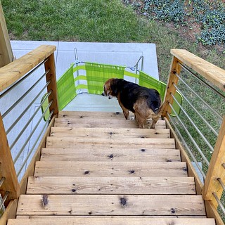 Covid-19 - This was meant to keep dogs from coming UP the recently stained stairs.