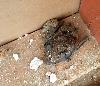 Dead bats in mice in the walls