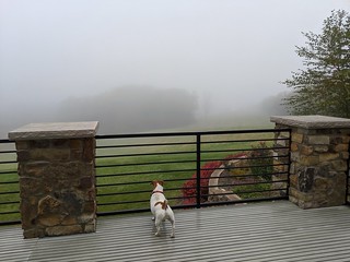 Fog - Foggy day at mom's