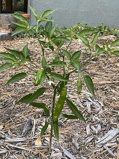 Garden - We planted our shishito peppers too late... But we've got 3 peppers