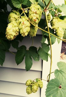 Garden - Time to harvest