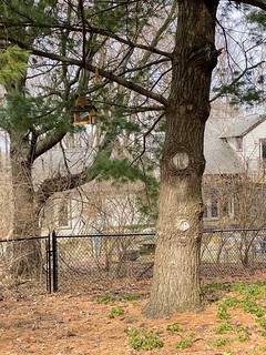 Squirrel - These assholes