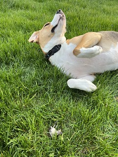 Durby found a baby bird and is a little embarrassed about playing with it