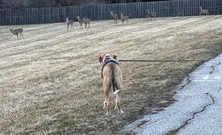 Deer - The standoff