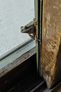 Hello, frog
