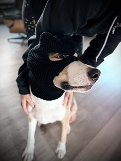Dogs - Ski mask bandit pup