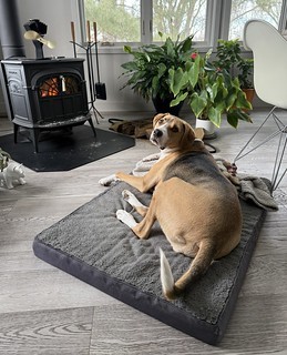 Pouty boy by the fire