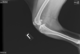 Benny Brooks - Benny’s knee