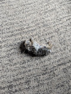 Thank you, Garth, for bringing me this dead bunny.