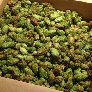 Hops - My wife just called and said that a box of hops from a random Mr Alex Santiago showed up on our p...