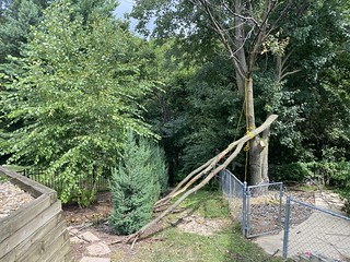 Broken - Neighbor cut down this branch like a dick.