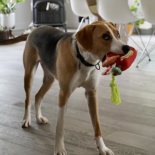 Durby with his new toy