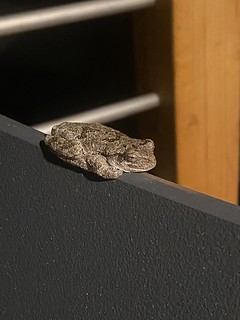 lil froggie chillin on the new chair