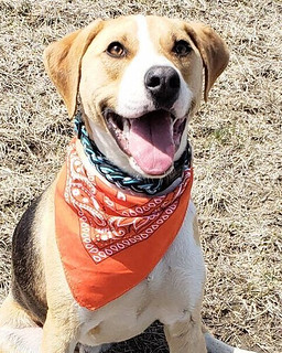 Dress Up - Smilin pup wants a new home