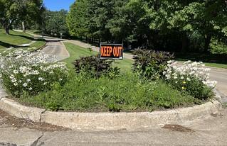 So, we have these plants in the boulevard of our neighborhood, and someone felt the need to put t...