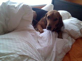 i keep catching garth unmaking the guest bedroom bed into a perfect nest...