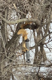 Covid-19 - I’m honestly more impressed than I am mad