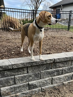 Durby approves of new garden wall