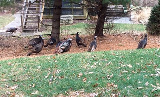 Some birds in the back yard...