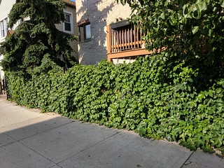Home Ideas - Boston Ivy on a metal fence. Gonna try to do this to our chain link fence out back.