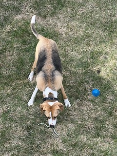 Dead snake is very exciting