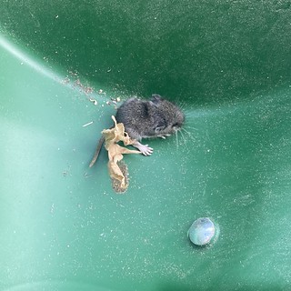 Found a stuck field mouse in the shed