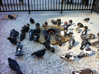 Eternal pigeon bonfire