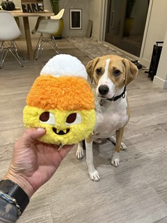 Durby would like to eat this candy corn, which has candy corn teeth